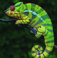 Load image into Gallery viewer, Diamond Art Kit - Chameleon 30 x 40cm - Creative Arts &amp; Crafts
